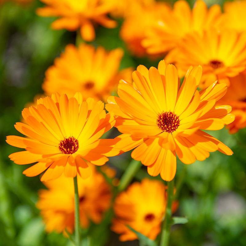 Calendula - Calendula officinalis | lancasterfarmacy